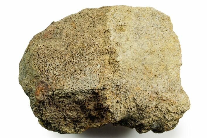 Dinosaur (Triceratops) Bone Section - Montana #366583